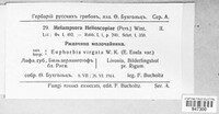 Melampsora euphorbiae image